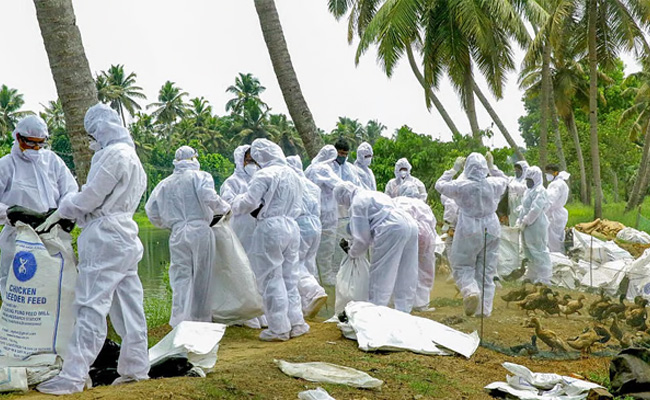 Bird flu: Karnataka completes 10-day H5N1 surveillance, containment operation